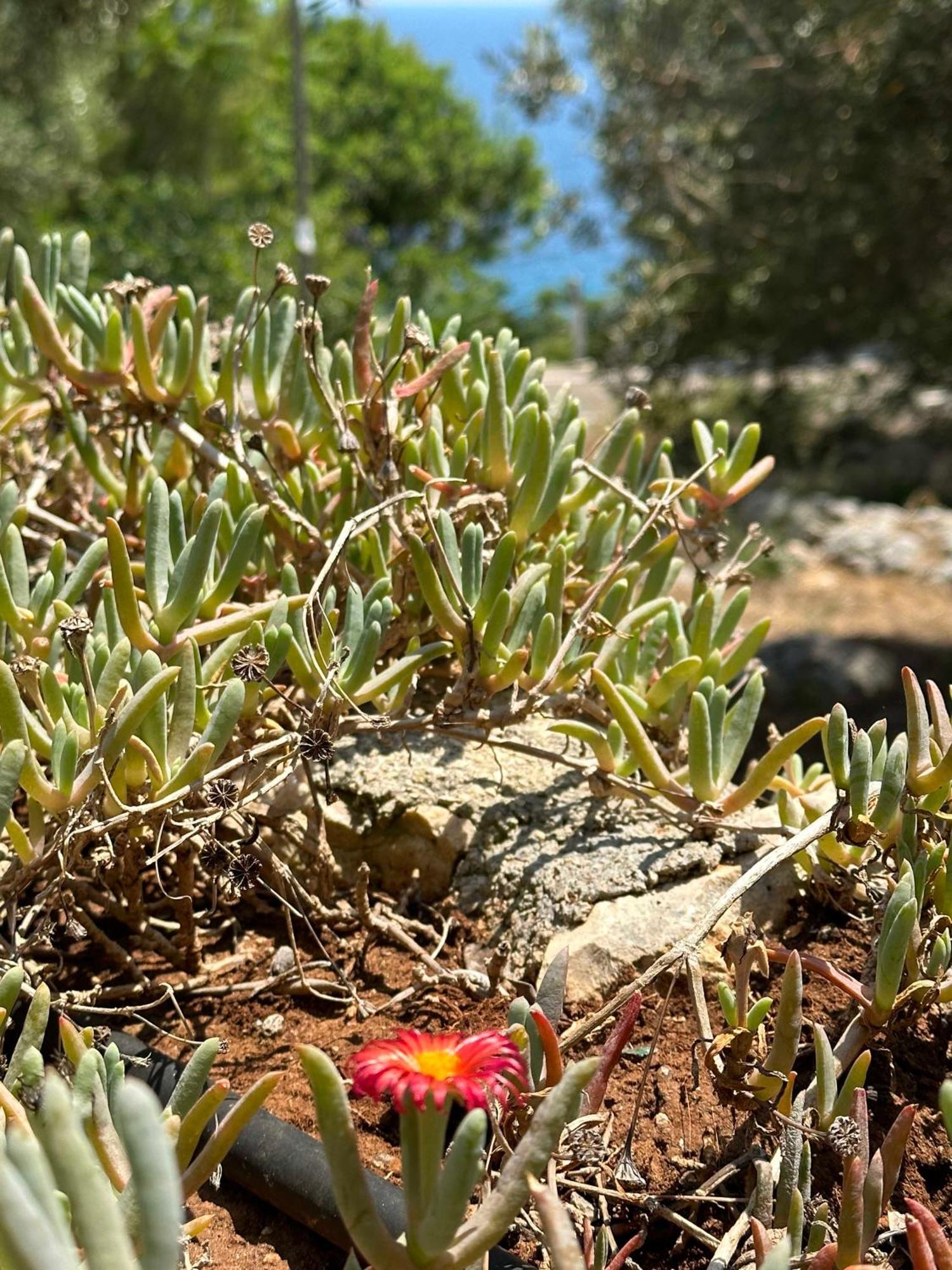 Villetta Dagre Fronte Mare Marittima Buitenkant foto